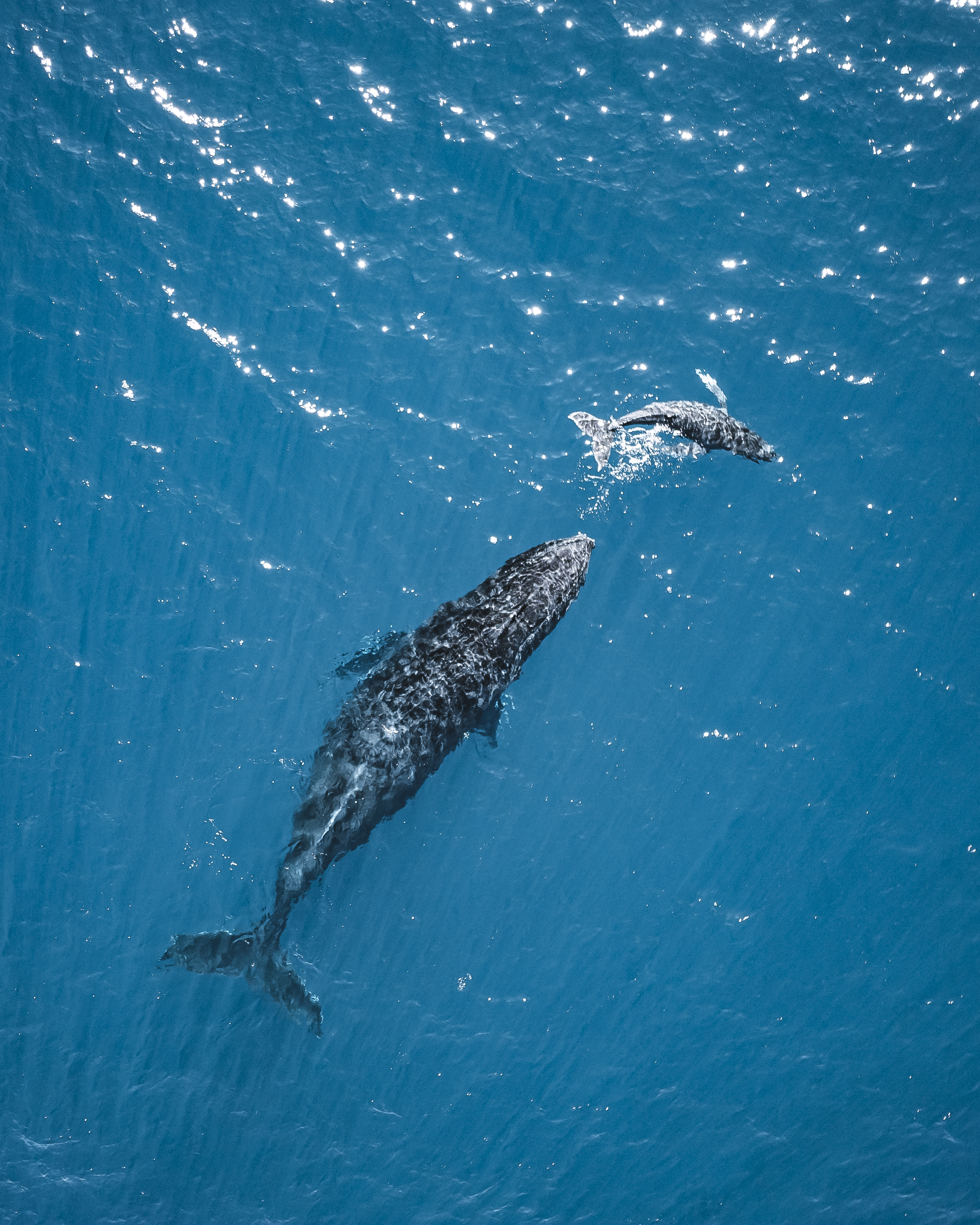 Humpback Highway in Full Swing Along Australia's Coral Coast _Press Release